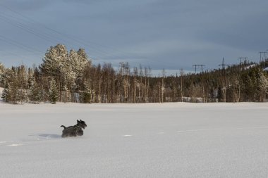 Genç köpek İskoç Teriyeri kışın kış kıyafetleriyle karda koşar.