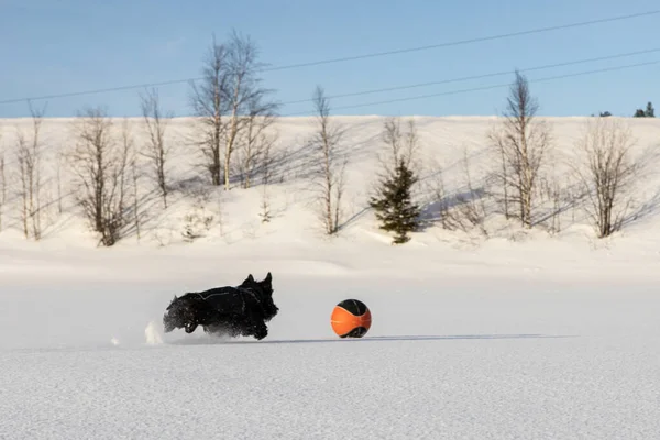 Собака, играющая в снегу, гоняющаяся за мячом. Зимние игры — стоковое фото