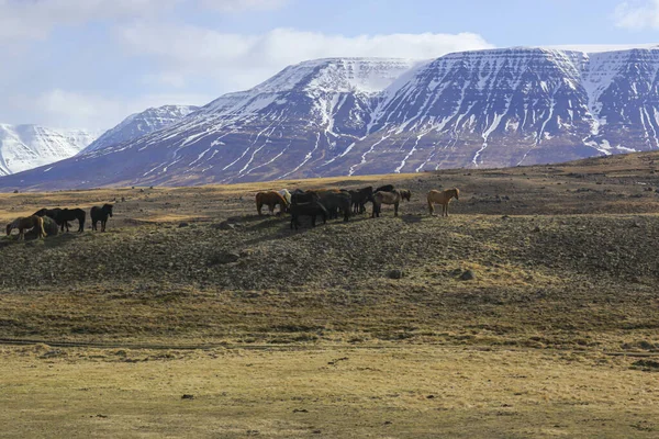 Cavalos islandeses no campo da paisagem natural cênica da Islândia . — Fotografia de Stock