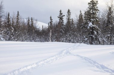 Karlı dağların arkasındaki kış ormanı. Ülkenin kuzeyindeki manzara.