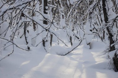 Batan güneşin arka planında karla kaplı ağaçlar. Kış Ormanı