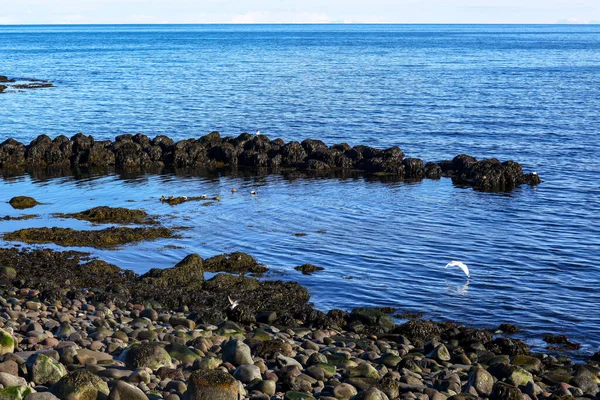 アイスランドの大西洋の岩礁海岸。背景には大きな美しい石 — ストック写真