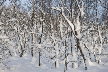 Güzel karla kaplı ağaçlarla kaplı kış parkında.