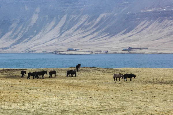 İzlanda manzarası. Okyanus ve dağların arka planında otlayan atlar.