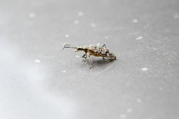 Retrato de close-up de um besouro em um fundo uniforme. O inseto na superfície do metal — Fotografia de Stock