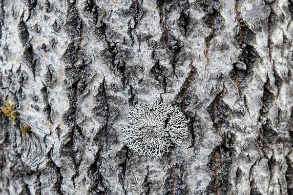 Υφή και φόντο του δέντρου Karelian. Φλοιός σημύδας στη βόρεια Ρωσία — Φωτογραφία Αρχείου
