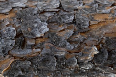 Yakın plan ve kahverengi ağacın dokusu.