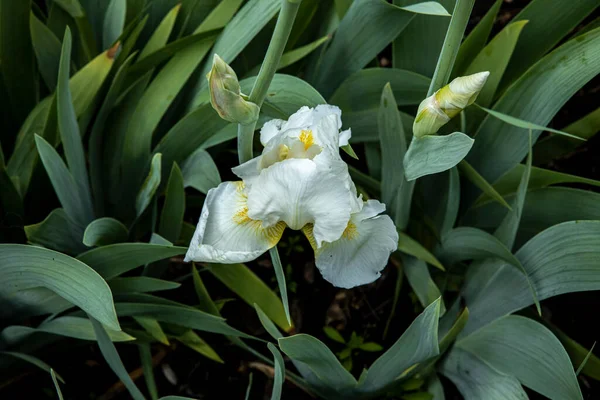 White cockerel iris flowers in high leaves. Colorful spring landscape — Stock Photo, Image