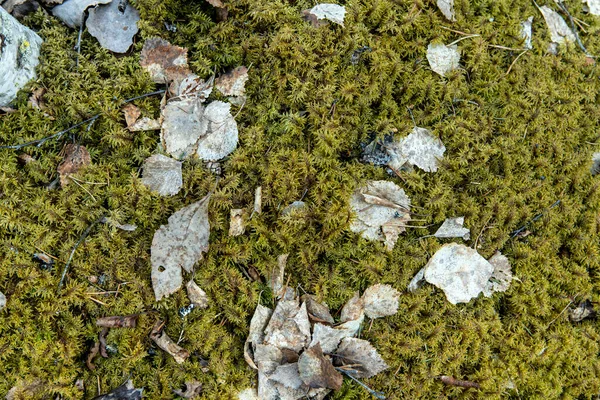 Текстура і текстура моху з опалим листям і галькою — стокове фото