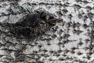 Karelian ağacının dokusu ve arkaplanı. Kuzey Rusya 'da huş ağacı kabuğu