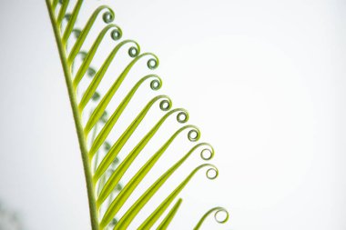 Beyaz arkaplanda bukleli güzel yaprak bitkileri ve metin için kopyalama alanı