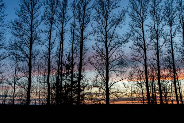 Wunderschöner Sonnenuntergang im Hintergrund der schlanken Bäume. Hintergrund und Textur mit weichem Fokus — Stockfoto