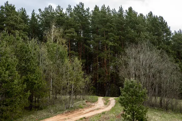 El camino de tierra en el bosque. Descanso en el paisaje rural — Foto de Stock