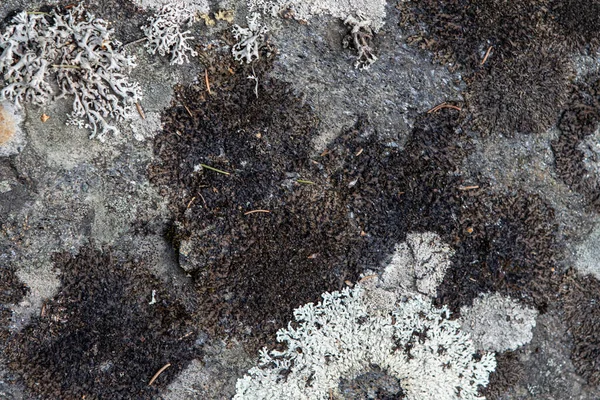 Vue rapprochée de la texture de la pierre avec lichen dessus — Photo