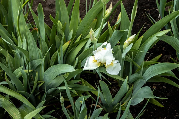 White cockerel iris flowers in high leaves. Colorful spring landscape — Stock Photo, Image