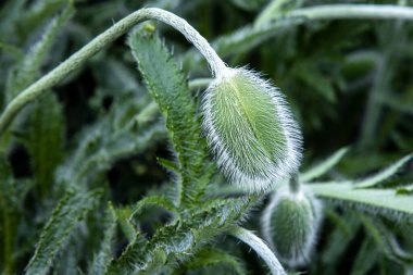 Kafası haşhaş çiçeği kadar yakın değil. Güzel bahar çiçekleri