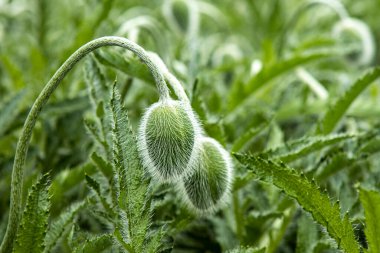 Kafası haşhaş çiçeği kadar yakın değil. Güzel bahar çiçekleri