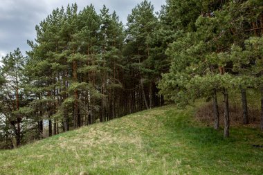 Yeşil ormandaki güzel çam ağacı. Güzel yaz manzarası