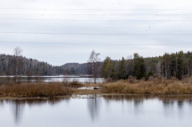 Bataklık bataklığı. Arka planda su var. Uzak, kuru, köknar ormanları.