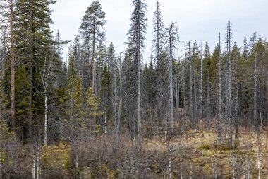 Bataklık bataklığı. Arka planda su var. Uzak, kuru, köknar ormanları.
