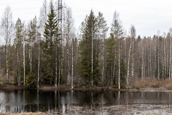 Болотистое болото с водой на фоне далекого сухого леса фар — стоковое фото