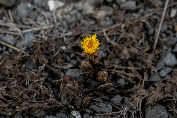 The first flower mother and stepmother on a background of stones with soft focus — Stock Photo, Image