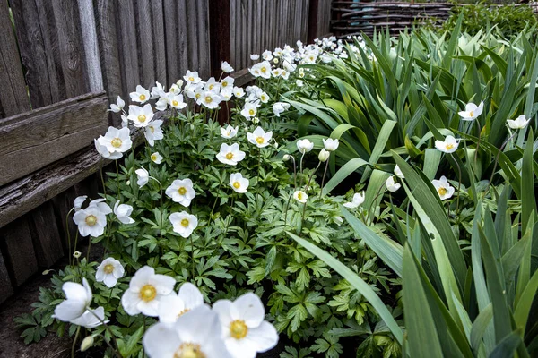 Beautiful white flowers in the village garden near the wooden fence — Stock Photo, Image