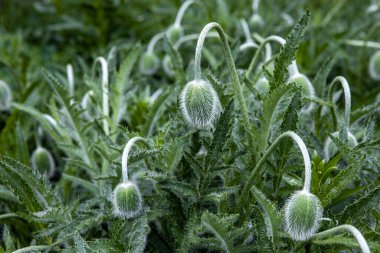 Gelincikli çayır. Çiçek açan kırmızı çiçekler. Güzel bahar doğası