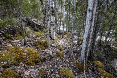 Karelia 'daki huş ağacı ve ladin ormanları. Yosun ve düşen yaprakların yatağı
