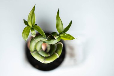 Güzel kapalı sarmal bitki. Yukarıdan manzara. Bambu yaprakları. Hayatın yenilenmesinin sembolü.