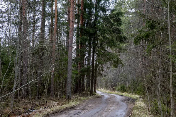 El viejo camino descuidado entre los árboles en un bosque denso — Foto de Stock