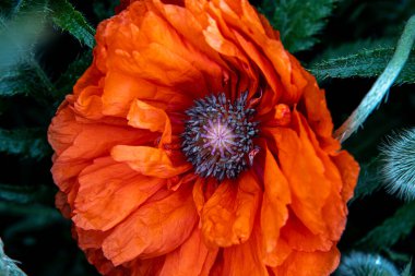 Gelincikli çayır. Çiçek açan kırmızı çiçekler. Güzel bahar doğası