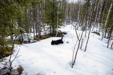 Bir köpek, huş ağacının güzel ormanında karda yürür.