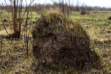 Ağaçların arka planında bataklık, tümsekler ve yumuşak toprak