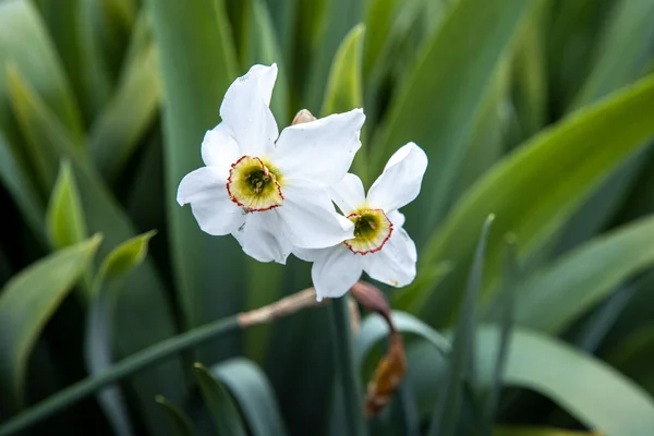 Two white flowers of daffodil on the background of green leaves — Stock Photo, Image