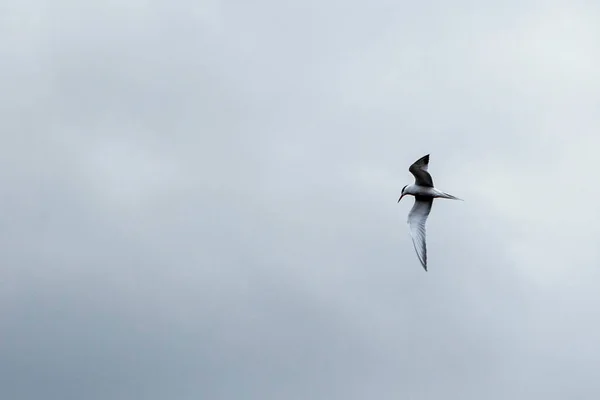 Polarseeschwalben fliegen auf einem Wolkenhintergrund und suchen nach Beute. Schöne Vogel Nahaufnahme — Stockfoto