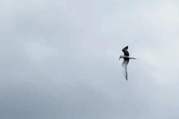 Polar tern flying on a background of clouds and looks for prey. Beautiful bird closeup — Stock Photo, Image