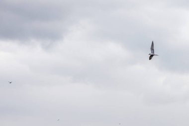 Kutup deniz feneri bulutların üzerinde uçuyor ve avını arıyor. Güzel kuş kapanışı