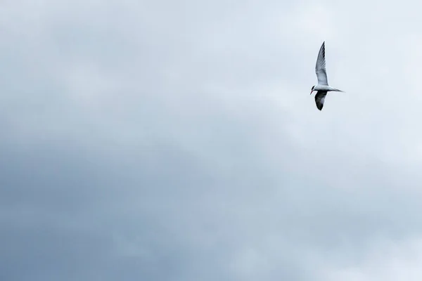 Πολική tern που φέρουν σε ένα φόντο των νεφών και ψάχνει για λεία. Όμορφο κοντινό πουλί. — Φωτογραφία Αρχείου