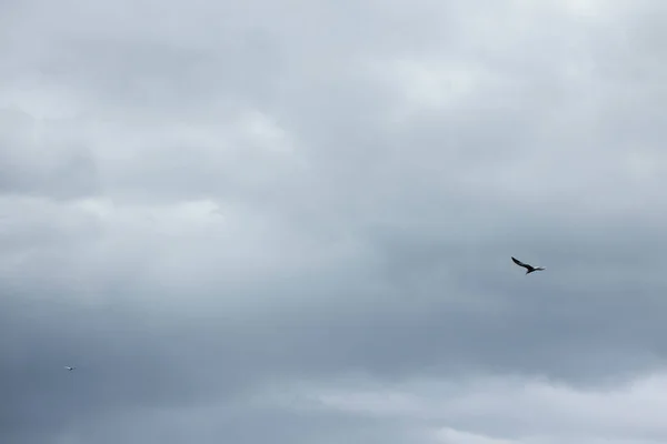 En ensam sjöfågel på himlen. Viltlivets struktur och bakgrund — Stockfoto