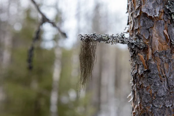 Flechten Usnea Moos wächst auf dem Zweig der karelischen Birke. Ungewöhnliches Naturphänomen — Stockfoto