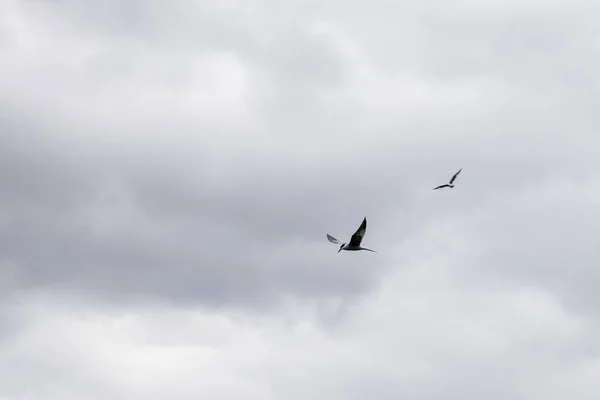 En ensam sjöfågel på himlen. Viltlivets struktur och bakgrund — Stockfoto