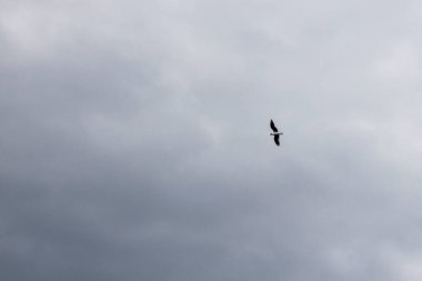 Gökyüzünde yalnız bir deniz kuşu. Vahşi yaşam dokusu ve geçmişi