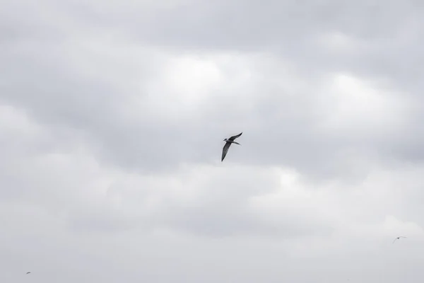 Kleine Möwen kreisen auf der Suche nach Nahrung im grauen Himmel — Stockfoto
