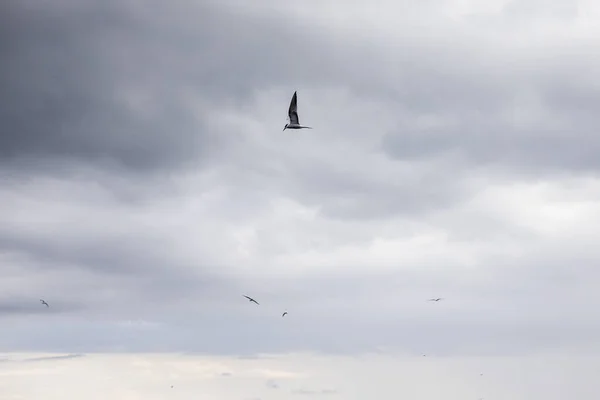 Små måsar som cirklar i den grå himlen på jakt efter mat — Stockfoto