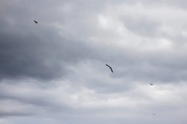 Små måsar som cirklar i den grå himlen på jakt efter mat — Stockfoto