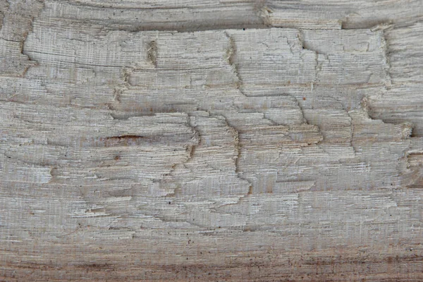 Textura e seção de fundo de uma árvore. Fecho da placa de madeira — Fotografia de Stock