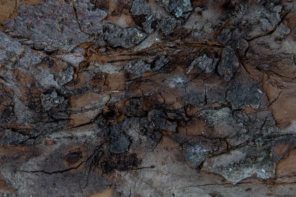 En stor struktur av bark fra trær med mose. Bakgrunnen for å skrive tekst – stockfoto