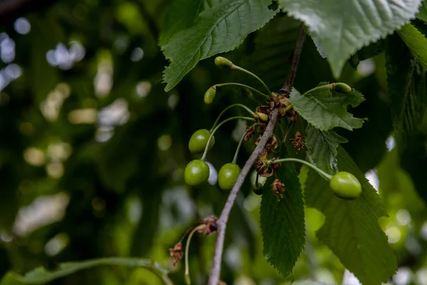Зелений вишневий фрукт крупним планом на гілці в саду — стокове фото