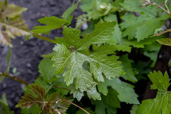 The young leaves of grapes closeup. nice home garden — Stock Image The young leaves of grapes closeup. nice home garden Royalty Free Stock Photos